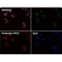 Phospho-MCU(S92) Antibody