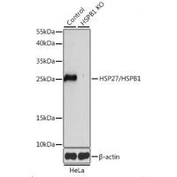 HSPB1 Antibody