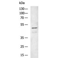 F7 Antibody