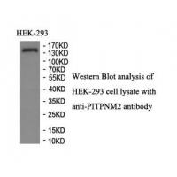 PITPNM2 Antibody