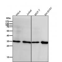 pro Caspase 3 Rabbit mAb