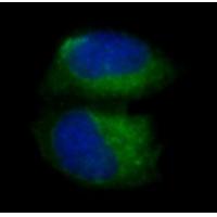 pro Caspase 3 Rabbit mAb