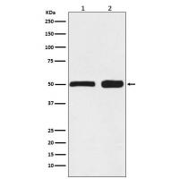 Ephrin B2 Rabbit mAb