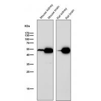 Ephrin B2 Rabbit mAb