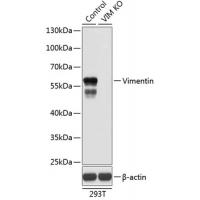 Vimentin Polyclonal Antibody