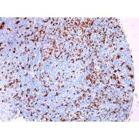 CD68 Mouse mAb