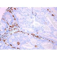 CD68 Mouse mAb