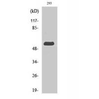 MIPP Polyclonal Antibody