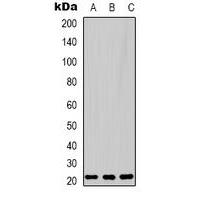 PRDX1 Antibody