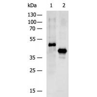 FLAG tag Antibody