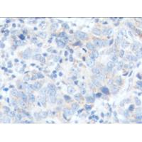 CD24 Antibody