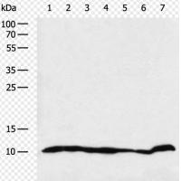 CD24 Antibody