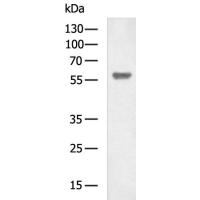 CDK19 Antibody