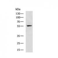 CYP2B6 Antibody