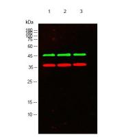 GSK3B antibody