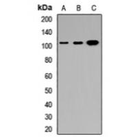 DMP1 antibody