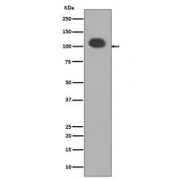 PSD95 Rabbit mAb