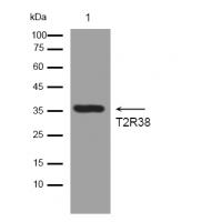 TAS2R38 Antibody