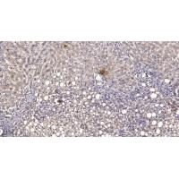 TSPO Antibody