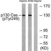 p130 Cas (phospho Tyr249) Polyclonal Antibody