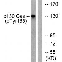 p130 Cas (phospho Tyr165) Polyclonal Antibody