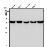 c-Maf Rabbit mAb