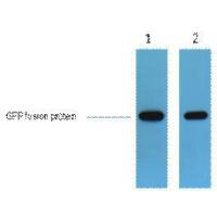 GFP-Tag Rabbit Polyclonal Antibody