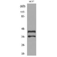 ANGPTL4 Antibody