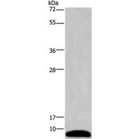 PCP4 Antibody