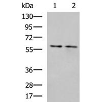 FAR2 Antibody