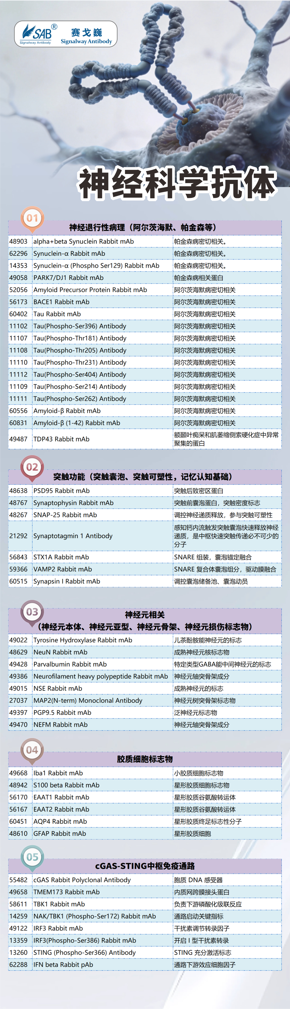 神经科学抗体
